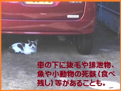 電子式猫よけ装置 12v車用 車 猫来ない エンジンルーム猫 車の下 超音波 フラッシュ 猫害 糞害 野良猫 対策 駆除 ネズミ サル 猿 果樹園 自動車 ネコ おしっこ 毛玉 ひっかきキズ 爪 足跡 カー用品通販のto Fit ツーフィット