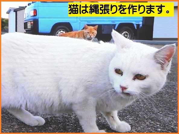 電子式猫よけ装置 12v車用 車 猫来ない エンジンルーム猫 車の下 超音波 フラッシュ 猫害 糞害 野良猫 対策 駆除 ネズミ サル 猿 果樹園 自動車 ネコ おしっこ 毛玉 ひっかきキズ 爪 足跡 カー用品通販のto Fit ツーフィット