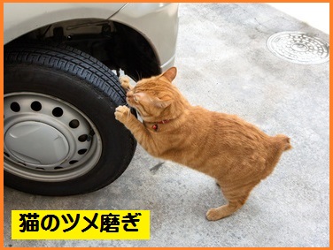 電子式猫よけ装置 12v車用 車 猫来ない エンジンルーム猫 車の下 超音波 フラッシュ 猫害 糞害 野良猫 対策 駆除 ネズミ サル 猿 果樹園 自動車 ネコ おしっこ 毛玉 ひっかきキズ 爪 足跡 カー用品通販のto Fit ツーフィット