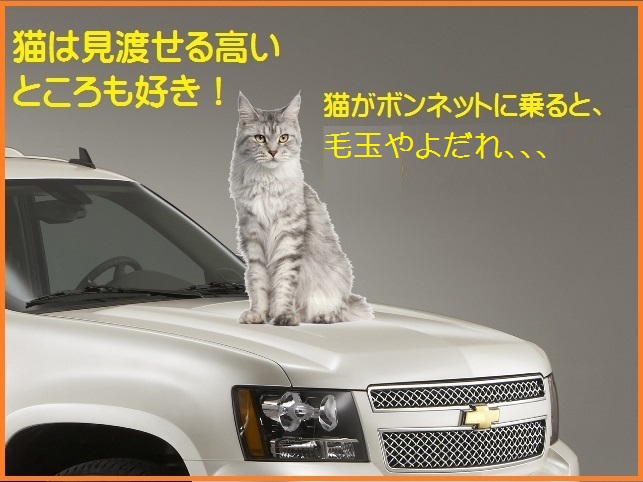 電子式猫よけ装置 12v車用 車 猫来ない エンジンルーム猫 車の下 超音波 フラッシュ 猫害 糞害 野良猫 対策 駆除 ネズミ サル 猿 果樹園 自動車 ネコ おしっこ 毛玉 ひっかきキズ 爪 足跡 カー用品通販のto Fit ツーフィット